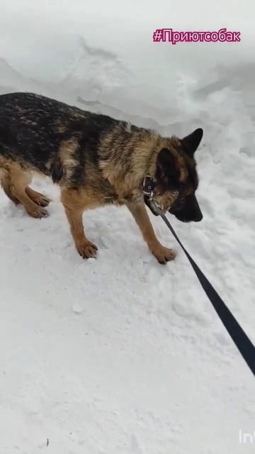 Приехала погулять с собаками. Часть 1