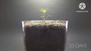 800 days in 8 minutes - GROWING PLANTS TIME-LAPSE COMPILATION(