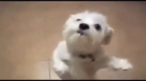 Танцующие собаки, танцы до упаду.