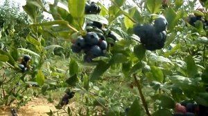 Обзор голубики сорт Бригитта Блю