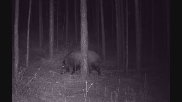 КАБАН ОДИНОЧКА смотреть онлайн