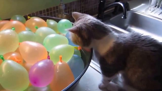 Смешное видео про котов Вот это прикол! смотреть онлайн