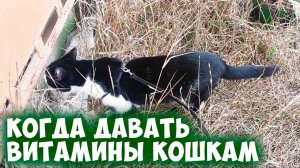 Когда давать коту витамины. Физиология кошек