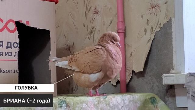 ВСЕ НАШИ ЖИВОТНЫЕ смотреть онлайн