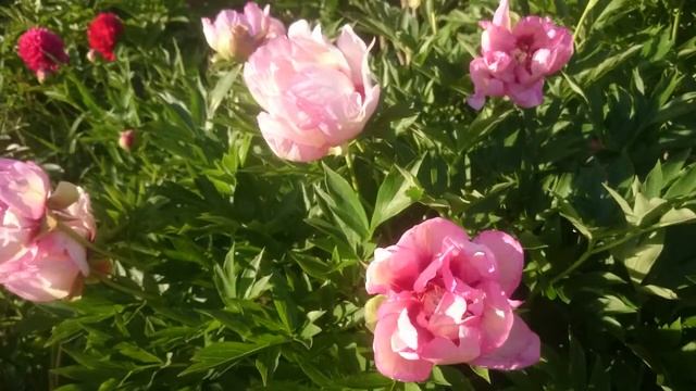 Paeonia Pastel Splendor смотреть онлайн