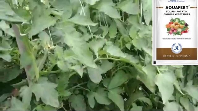 AQUAFERT NPKS 5: 11:35:5 FERTILIZER | 5:11:35:5 foliar grade | rallies india aquafert