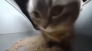 Чипи Чипи Чапа Чапа Руви Руви Лава Лава 1 час