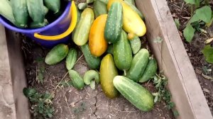 СБОР УРОЖАЯ | КОПКА КАРТОФЕЛЯ