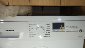 Experiment - Little Kitty - in a Washing Machine