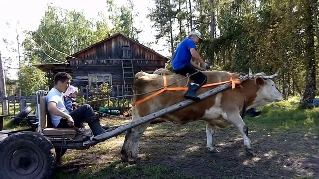 Көдьөөлөҕө #чурапча #чакыр