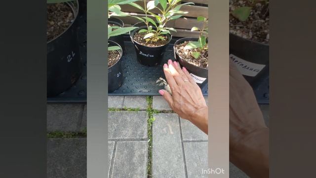 Обзор гортензии Металлика.     Нюансы полива контейнеров с гортензиями.