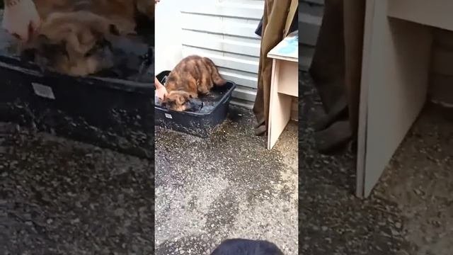 Как в приюте спасаются собаки в жару #собаки #возьмисобакуизприюта