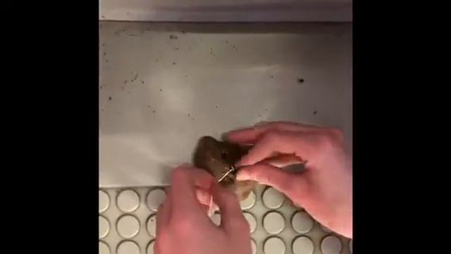 Signal Mountain Middle - Rock Weight смотреть онлайн