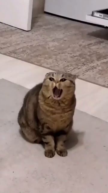 Котейки перепели Витаса🤣 Забавные животные😻 #кот #котята #добро смотреть онлайн