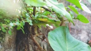 White-lipped Island Pit Viper ( Trimeresurus insularis )