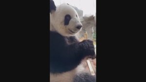 ЛУЧШИЕ ПРИКОЛЫ 2025 | ПРО ЖИВОТНЫХ | СМЕШНЫЕ ВИДЕО