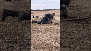 Баран напал на человека