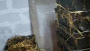 Разведение навозного червя на соломе. 2 февраля 2025г. Все идёт по плану.