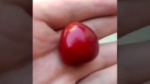 Черешня с фигурой члена