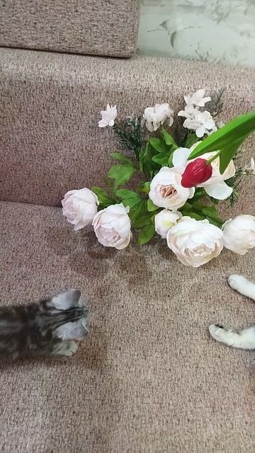 Шотландские котята в 1, 5 месяца. смотреть онлайн