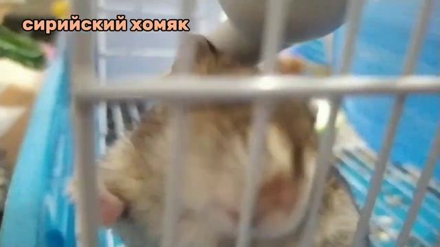 как выбрать хомяка?|джунгарик|сирийский|хомяк кэмбелла|и многие другие🐹
