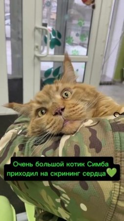 ОЧЕНЬ большой котик Симба приходил на скрининг сердца💚