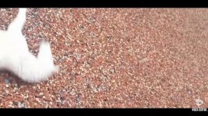 ШЛЯЙХ сериал «Неудача Новенькой» 2 сезон 3 серия