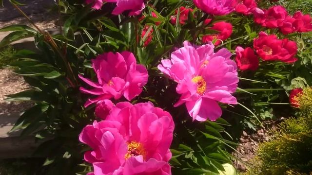 Paeonia Magenta Gem смотреть онлайн