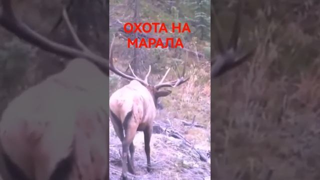 ОХОТА НА МАРАЛА #shorts смотреть онлайн