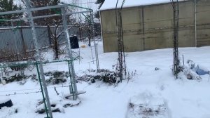 Виноград.Снег.Кот Тайсон))