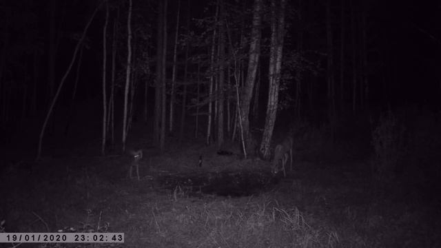 РЫСЬ КОСУЛЕНОК ИГРАЕТ С МАМОЙ КАДРЫ С ФОТОЛОВУШКИ смотреть онлайн