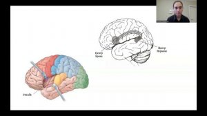 Лимбическая система. Анатомия. Функции. Связи. Клиника поражения.