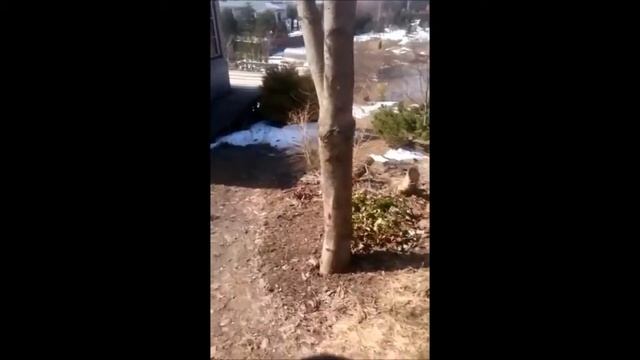 Прямой эфир из Сада Дракона - 10,04,2018 смотреть онлайн