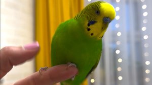 ΠΠΈΠ·Π½Ρ Ρ Π³ΠΎΠ²ΠΎΡΡΡΠΈΠΌ Π²ΠΎΠ»Π½ΠΈΡΡΡΠΌ ΠΏΠΎΠΏΡΠ³Π°Π΅ΠΌ ΠΏΠΎ ΠΈΠΌΠ΅Π½ΠΈ ΠΠ½ΡΠΎΡΠΊΠ°