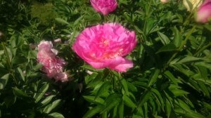 Paeonia Parie Fru Fru