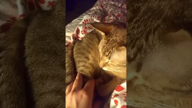 Кошачья благодарность 😻