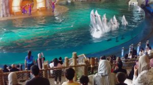 SeaWorld Abu Dhabi Шоу с дельфинами Абу-Даби