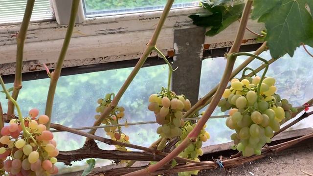 Виноград.Виноградник с которого нужно брать пример!)