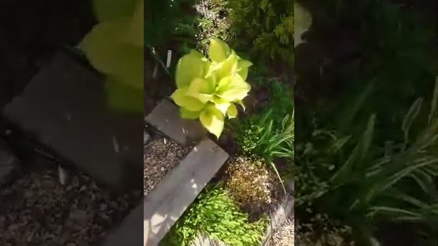 Прямой эфир из Сада Дракона 23.05.2019г смотреть онлайн