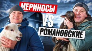 Мериносы vs Романовские овцы - Что выгоднее разводить на ферме 🐑 🐏 Мое Подворье