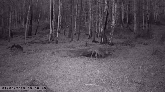 ТРОФЕЙНЫЙ РОГАЧ СИБИРСКОЙ КОСУЛИ смотреть онлайн