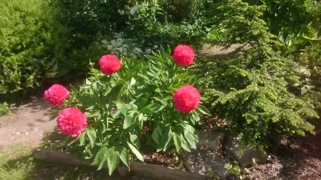 Paeonia Stoplight смотреть онлайн