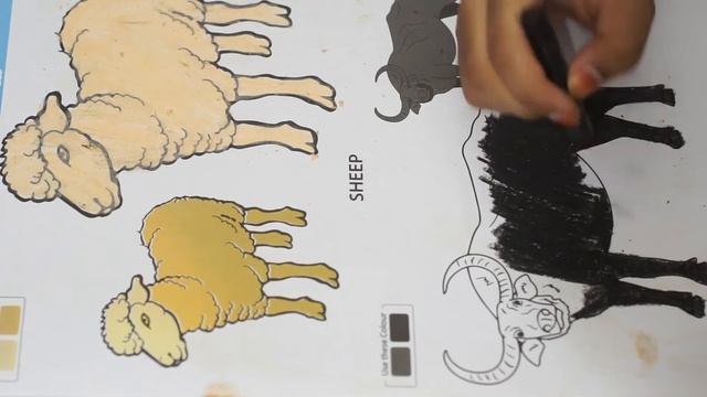 How To Color The Buffalo Tutorial - Coloring Page - How To Draw A African Buffalo Or Cape Buffalo