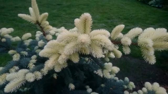 Ель "Белый бок" смотреть онлайн