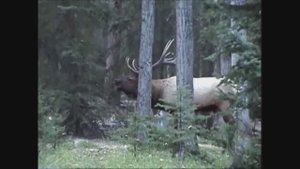 РЁВ ИЗЮБРЯ, МАРАЛА, БЛАГОРОДНОГО ОЛЕНЯ ФИЛЬМ 3