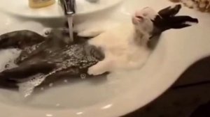 Шоколадный заяц 1 час