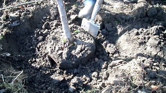 Копаем плодовое дерево с комом земли