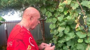 Виноград.Осмотр технарей и измерение сахара в ягодах!)