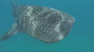 Tofo whale shark