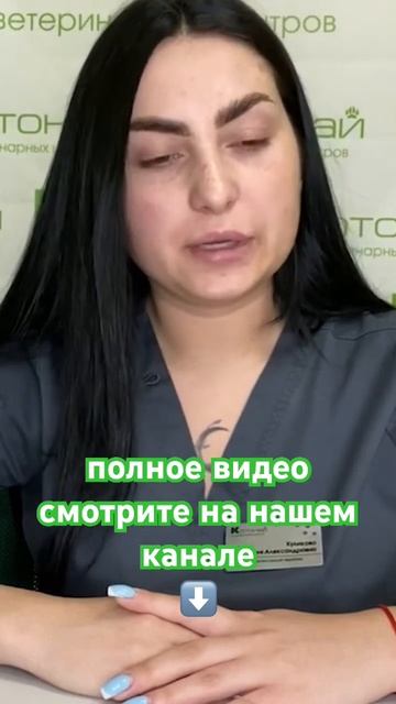 Анафилактический шок в ветеринарии